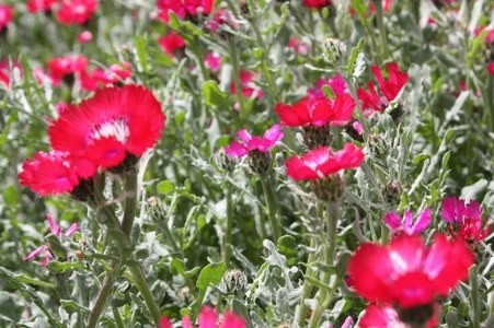 Müsaade edilirse ne de güzel açıyor…