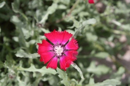 Müsaade edilirse ne de güzel açıyor…