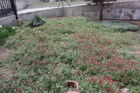 Müsaade edilirse ne de güzel açıyor…