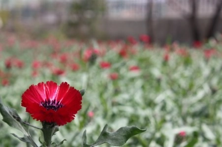 Müsaade edilirse ne de güzel açıyor…