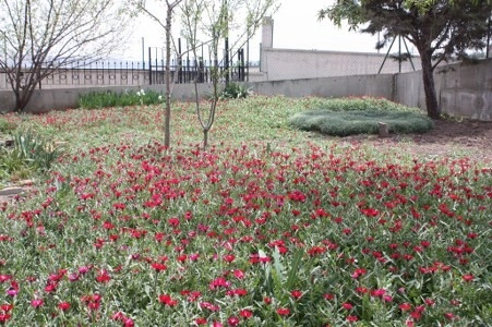 Müsaade edilirse ne de güzel açıyor…