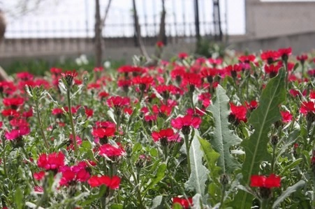 Müsaade edilirse ne de güzel açıyor…