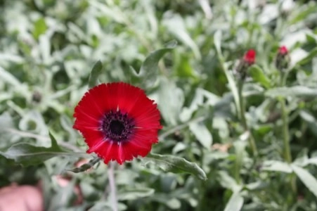 Müsaade edilirse ne de güzel açıyor…