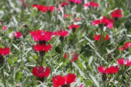 Müsaade edilirse ne de güzel açıyor…