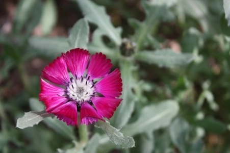 Müsaade edilirse ne de güzel açıyor…