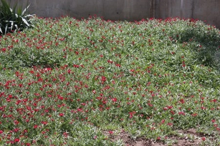 Müsaade edilirse ne de güzel açıyor…