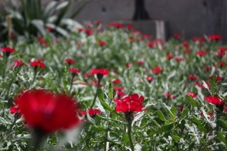 Müsaade edilirse ne de güzel açıyor…