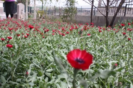 Müsaade edilirse ne de güzel açıyor…