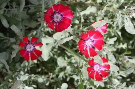 Müsaade edilirse ne de güzel açıyor…