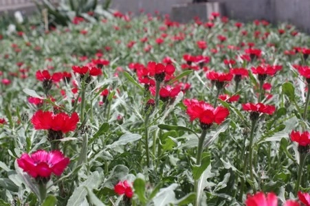 Müsaade edilirse ne de güzel açıyor…