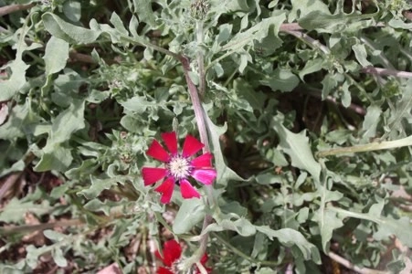 Müsaade edilirse ne de güzel açıyor…