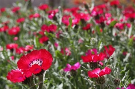 Müsaade edilirse ne de güzel açıyor…