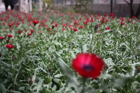 Müsaade edilirse ne de güzel açıyor…