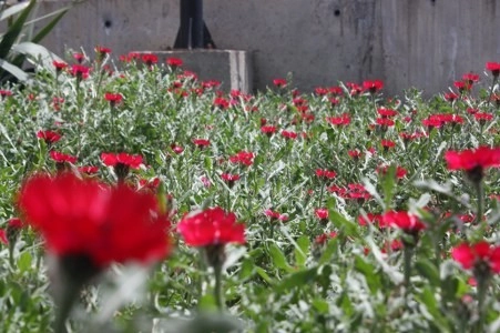 Müsaade edilirse ne de güzel açıyor…