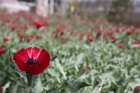 Müsaade edilirse ne de güzel açıyor…