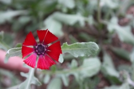 Müsaade edilirse ne de güzel açıyor…