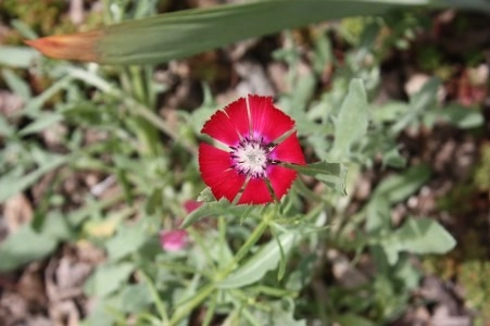 Müsaade edilirse ne de güzel açıyor…