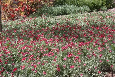 Müsaade edilirse ne de güzel açıyor…