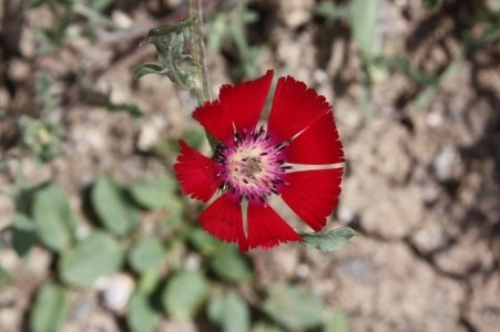 Müsaade edilirse ne de güzel açıyor…