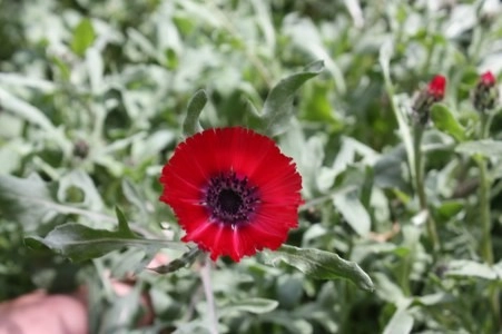 Müsaade edilirse ne de güzel açıyor…