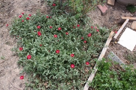 Müsaade edilirse ne de güzel açıyor…