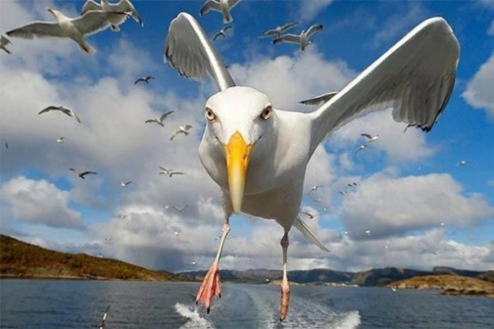 Tık rekoru kıran hayvanların Şaşırtıcı pozları