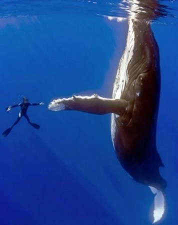 Tık rekoru kıran hayvanların Şaşırtıcı pozları